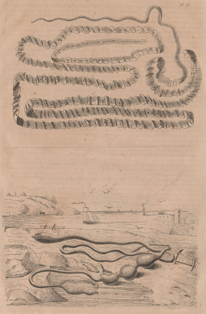 Asian tapeworm. Bonellia viridis (green spoonworm). Borlasia (ribbon worm) 1834